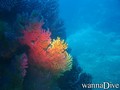 scuba diving photo