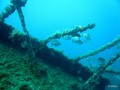 scuba diving photo