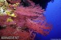 scuba diving photo