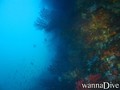 scuba diving photo