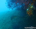 scuba diving photo