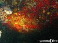scuba diving photo