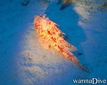 scuba diving photo