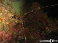 scuba diving photo