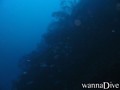 scuba diving photo