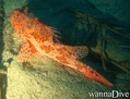 scuba diving photo