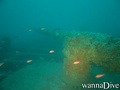 scuba diving photo