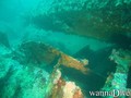 scuba diving photo