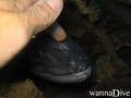scuba diving photo
