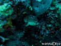 scuba diving photo