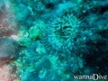 scuba diving photo