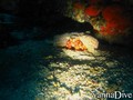 scuba diving photo
