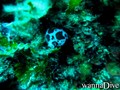 scuba diving photo