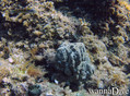 scuba diving photo