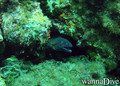 scuba diving photo