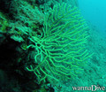 scuba diving photo