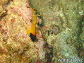 scuba diving photo