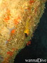 scuba diving photo