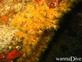 scuba diving photo