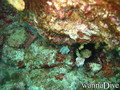 scuba diving photo