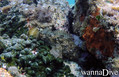 scuba diving photo
