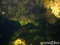 scuba diving photo