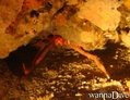 scuba diving photo