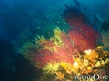 scuba diving photo
