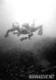 scuba diving photo