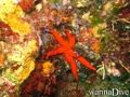 scuba diving photo