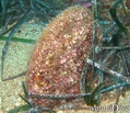 scuba diving photo