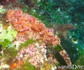 scuba diving photo