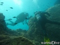 scuba diving photo