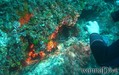 scuba diving photo