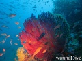 scuba diving photo