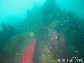 scuba diving photo