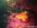 scuba diving photo