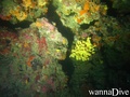 scuba diving photo