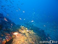 scuba diving photo