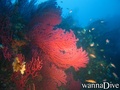 scuba diving photo