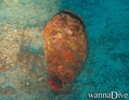 scuba diving photo