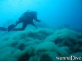 scuba diving photo
