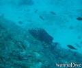 scuba diving photo