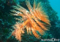 scuba diving photo