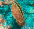 scuba diving photo