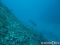 scuba diving photo