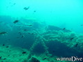 scuba diving photo