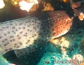 scuba diving photo