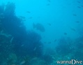 scuba diving photo