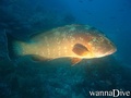 scuba diving photo